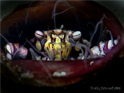 Harlequin crab hanging out in his tube anenome... e900 by Alex Tattersall 